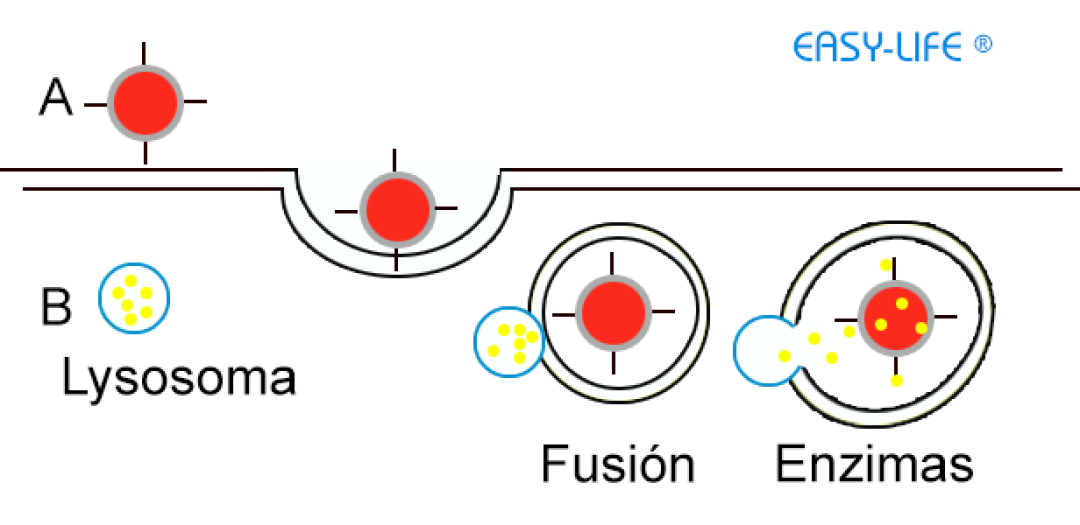 Easy-Life Voogle lysosome versterker